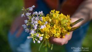 Nature - Ceuillette - Restaurant - le Saltimbanque - Baie de Somme - Hauts de France